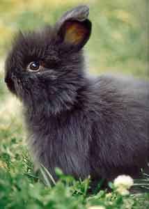 Lapin nain angora